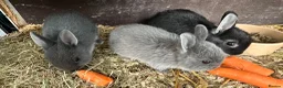 Netherland Dwarf rabbits for sale: Baby Netherland Dwarfs Rabbits  - Advert 5