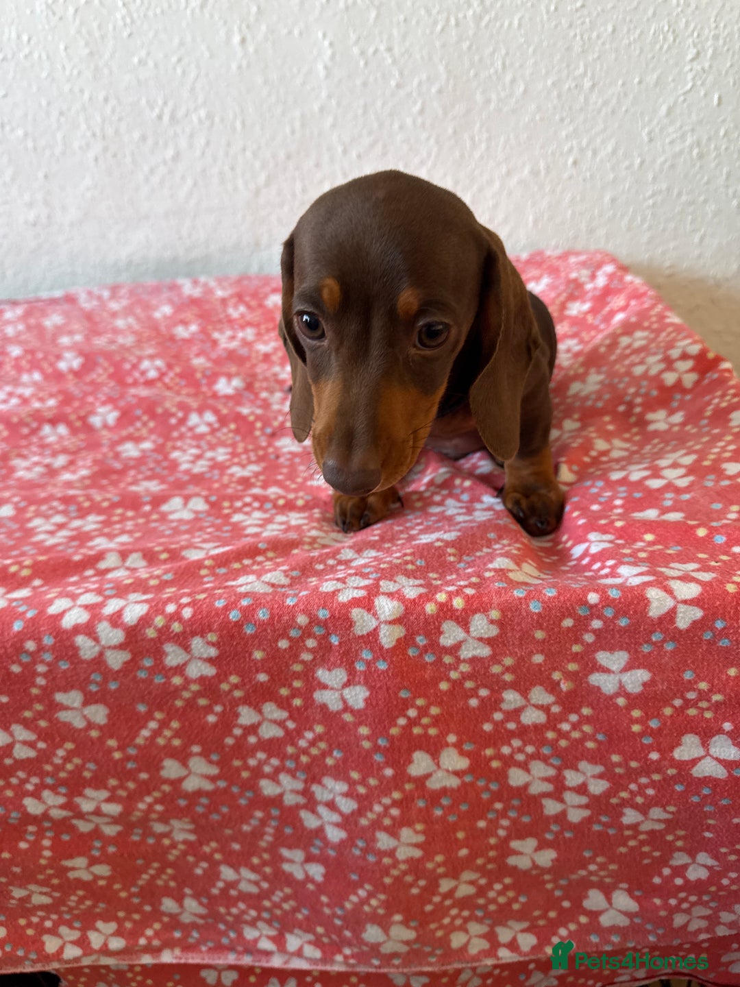 Miniature Dachshund dogs for sale: Miniature Chocolate & Tan Dachshund Quick sale  - Image 25