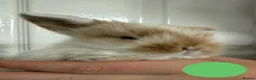 Mini Lop rabbits for sale: Mini Lion Lop Bunnies - Advert 10