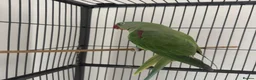 Parrots birds for sale: Friendly Alexandrine Parakeet with Large Cage  in Hove - Advert 1