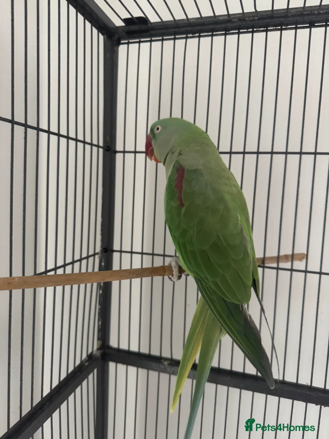 Parrots birds for sale: Friendly Alexandrine Parakeet with Large Cage  in Hove - Advert 1