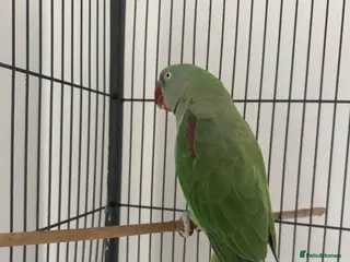 Parrots birds Friendly Alexandrine Parakeet with Large Cage - Advert 1