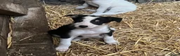 Border Collie dogs for sale: Collies for sale  in Newtown - Advert 8