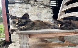 Maine Coon cats for sale: Full pedigree MaineCoon kittens  - Image 22