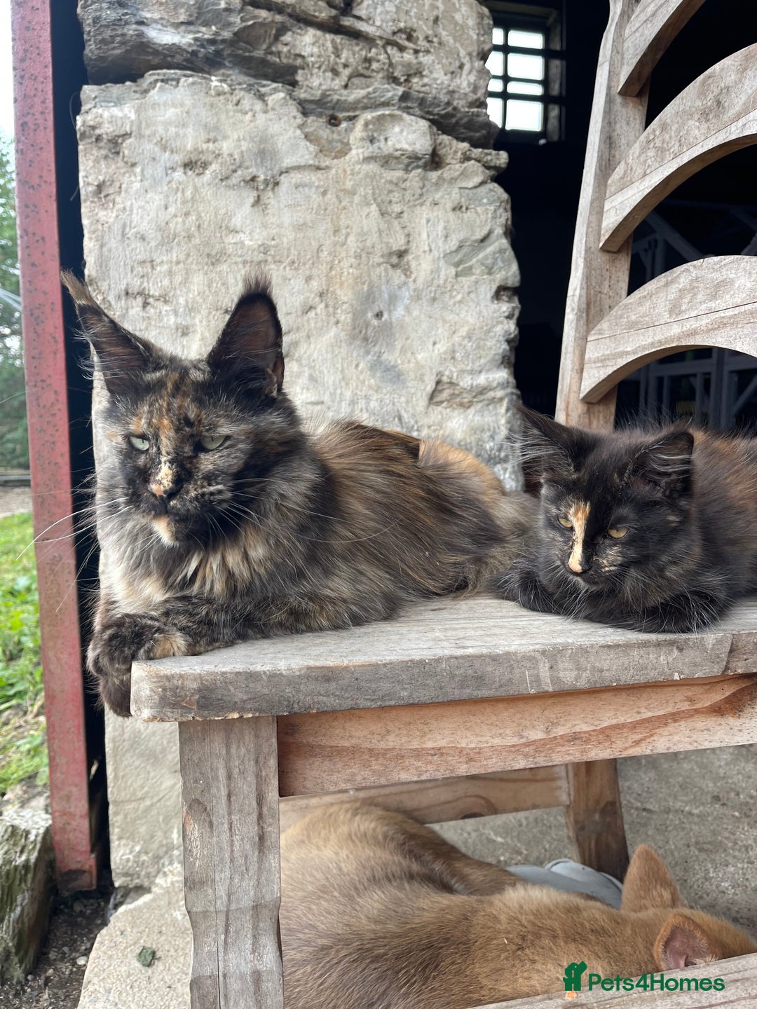 Maine Coon cats for sale: Full pedigree MaineCoon kittens  - Image 22