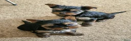Yorkshire Terrier dogs for sale: Gorgeous Yorkshire Terrier Puppies Ready to go! 🐾 - Advert 36