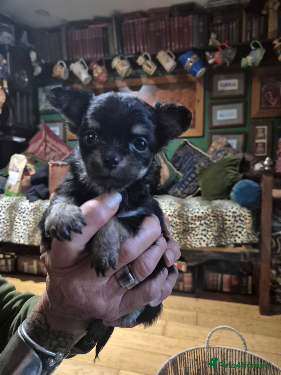Chihuahua dogs for sale: Chihuahua puppies  - Image 3