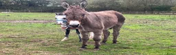 Donkey livestock for sale: Meet Maggie- a truly special Jenny donkey in foal  - Advert 7