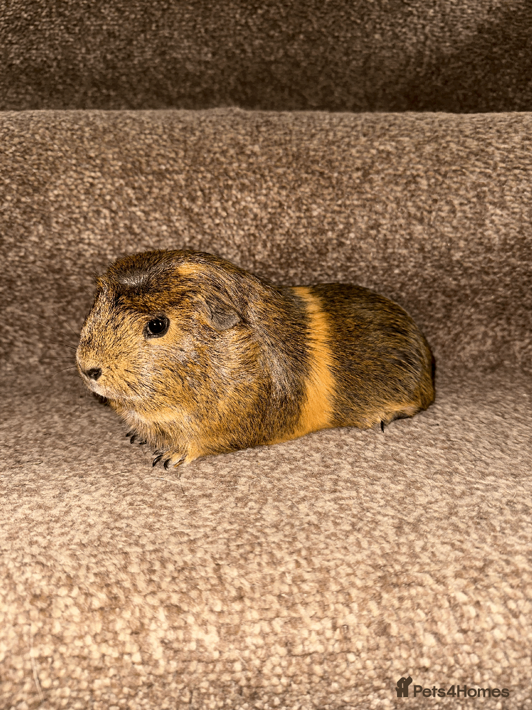 Guinea Pig rodents for sale: Female guinea pig pair (must stay together) - Advert 4