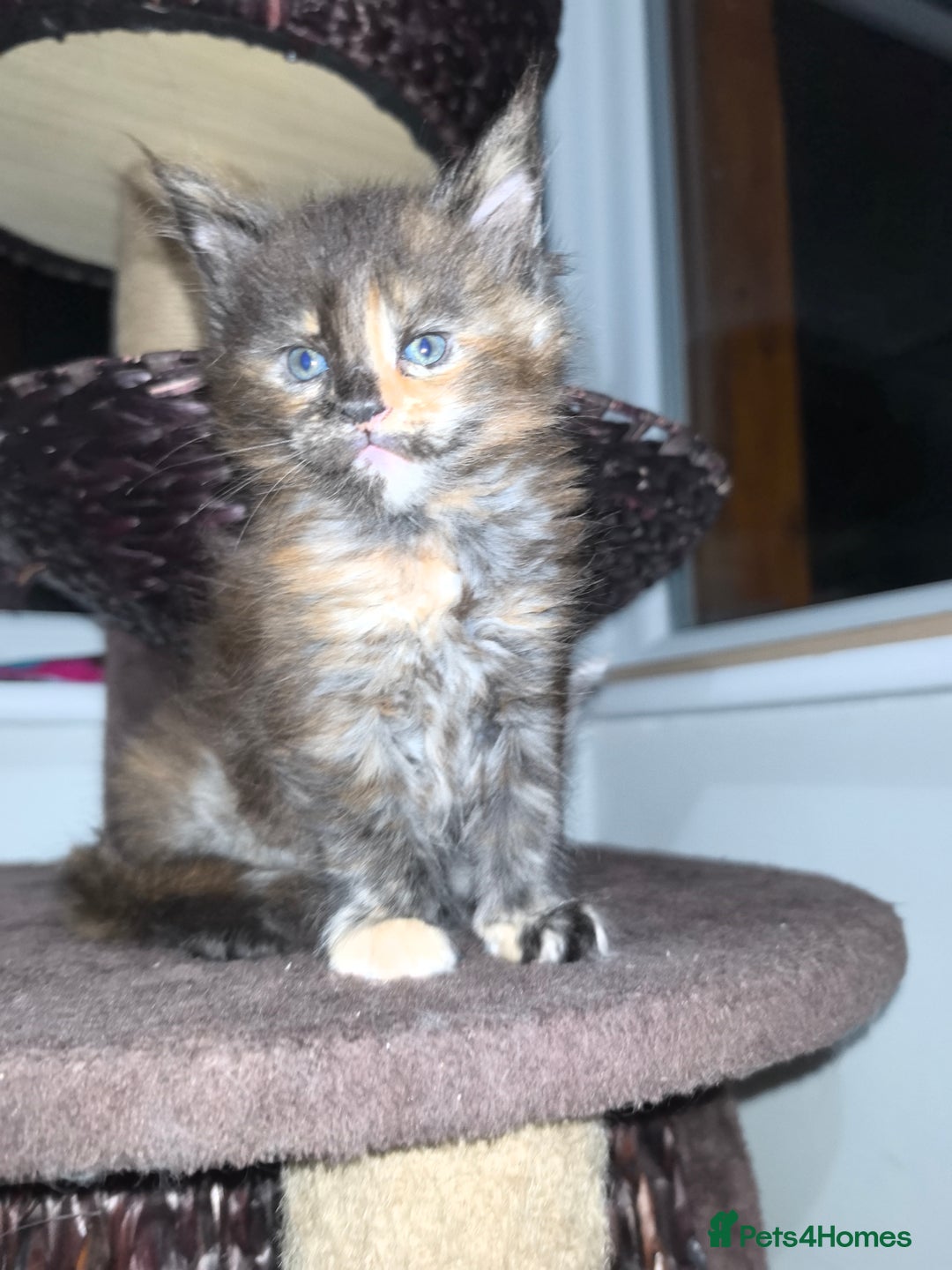 Maine Coon cats for sale: kittens Main Coon - Advert 5