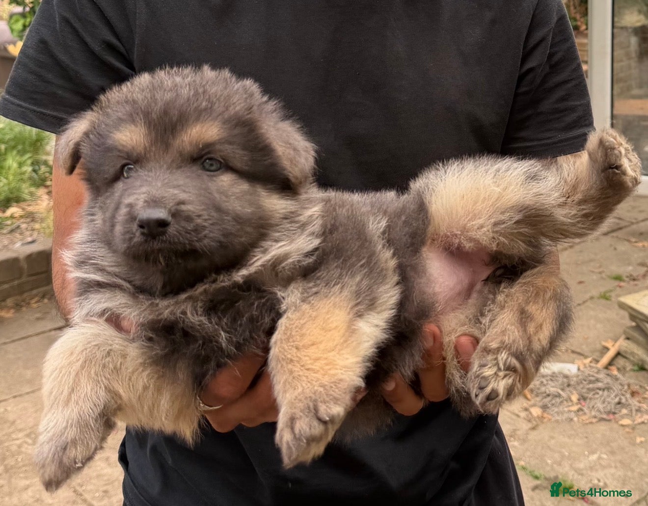 German Shepherd dogs Beautiful long haired puppies - Advert 4
