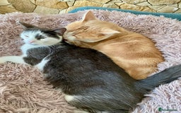 Mixed Breed cats for sale: 2 kittens, boys - Image 4