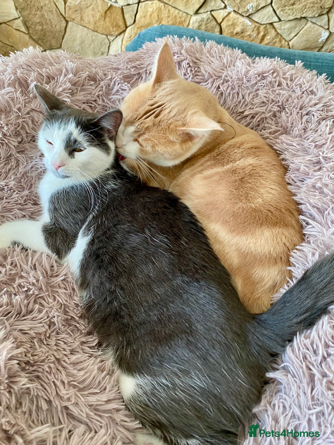 Mixed Breed cats for sale: 2 kittens, boys - Image 4