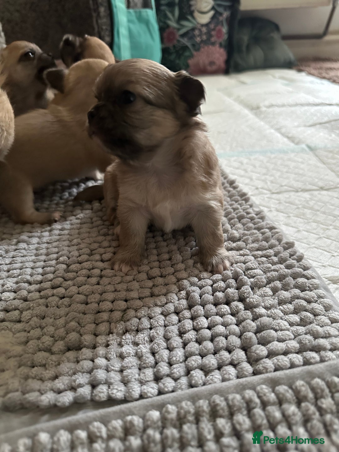 Chihuahua dogs for sale: Beautiful Chihuahua puppies. Two girls left  - Advert 8