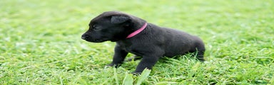 Belgian Shepherd Dog Puppy 8