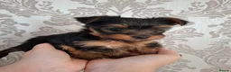 Yorkshire Terrier dogs for sale: Charming Yorkshire Terrier Puppies - Advert 8