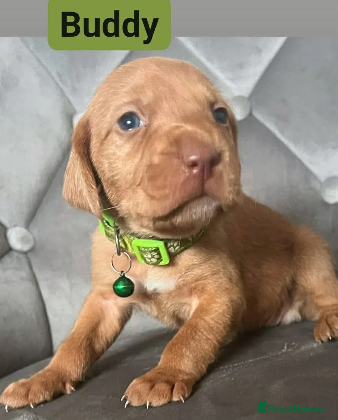 Hungarian Vizsla dogs for sale: Extra Ordinary Beautiful Hungarian Vizsla - Advert 22