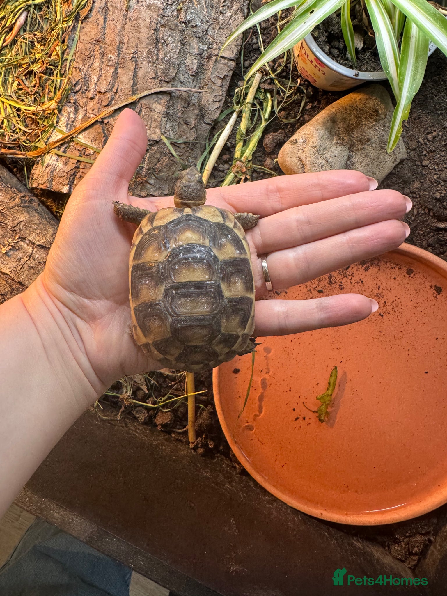 Tortoise reptiles Marginated tortoise hatchlings, 2025, for sale  - Advert 1