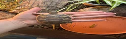 Tortoise reptiles for sale: Marginated tortoise hatchlings, 2025, for sale  - Advert 1