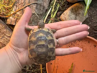 Tortoise reptiles Marginated tortoise hatchlings, 2025, for sale - Advert 14