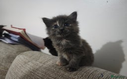 Nebelung cats for sale: Kittens  - Image 18