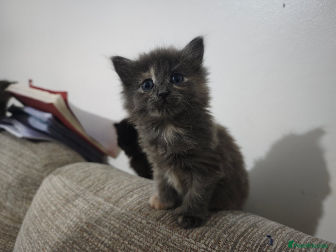 Nebelung cats for sale: Kittens  - Image 18