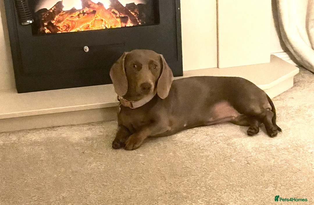 Dachshund dogs for sale: Miniature Dachound   - Advert 4