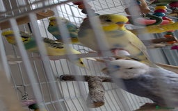 Budgerigars birds for sale: Fully tamed 4 budgies with Cage, accessories,food - Image 1