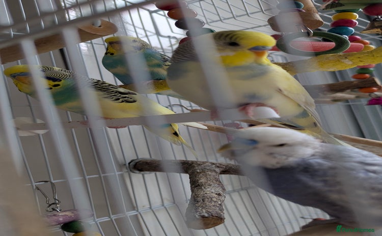 Budgerigars birds - Advert 1
