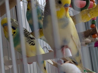 Budgerigars birds - Advert 22