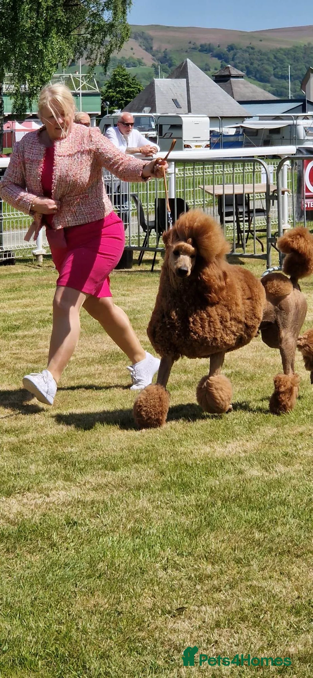 Standard Poodle dogs for stud: Red St Poodle For Stud Extensively Health Tested in Pontypool - Advert 2