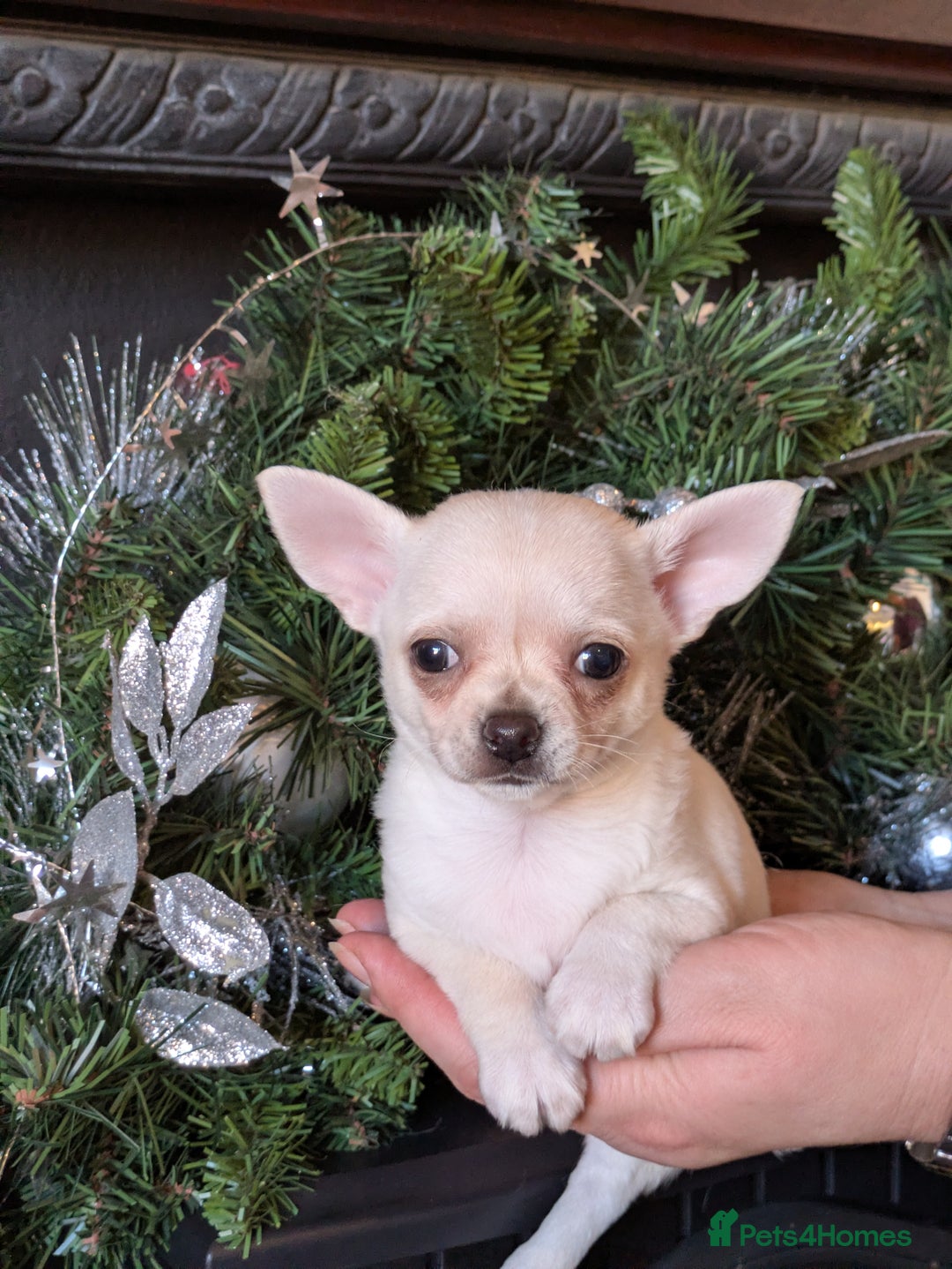Chihuahua dogs for sale: Rare colour and tiny pedigree Chihuahuas  - Advert 39