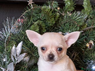 Chihuahua dogs Two small toy pedigree Chihuahuas - Advert 5