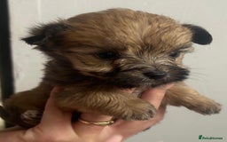 Yorkshire Terrier dogs for sale: Golden Yorkshire Terrier girl - Image 10