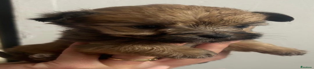 Yorkshire Terrier Puppy 1