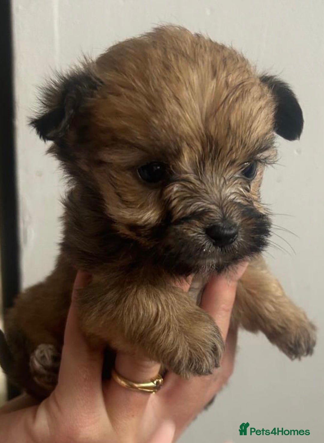Yorkshire Terrier dogs for sale: Golden Yorkshire Terrier girl - Image 10