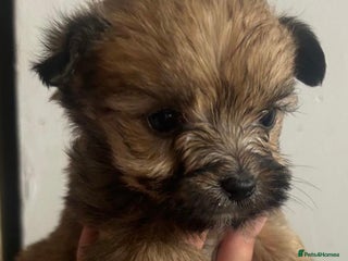 Yorkshire Terrier dogs - Advert 3