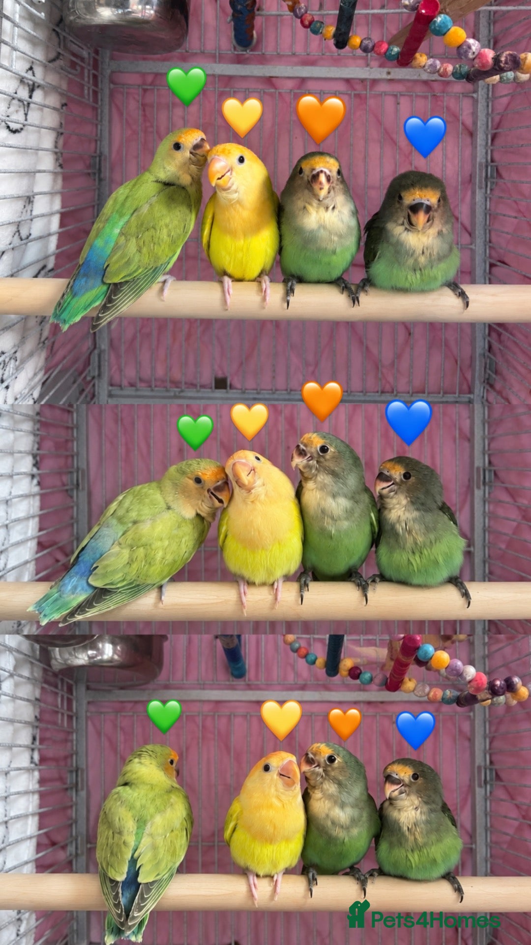 Lovebirds birds Lovebird - Advert 4