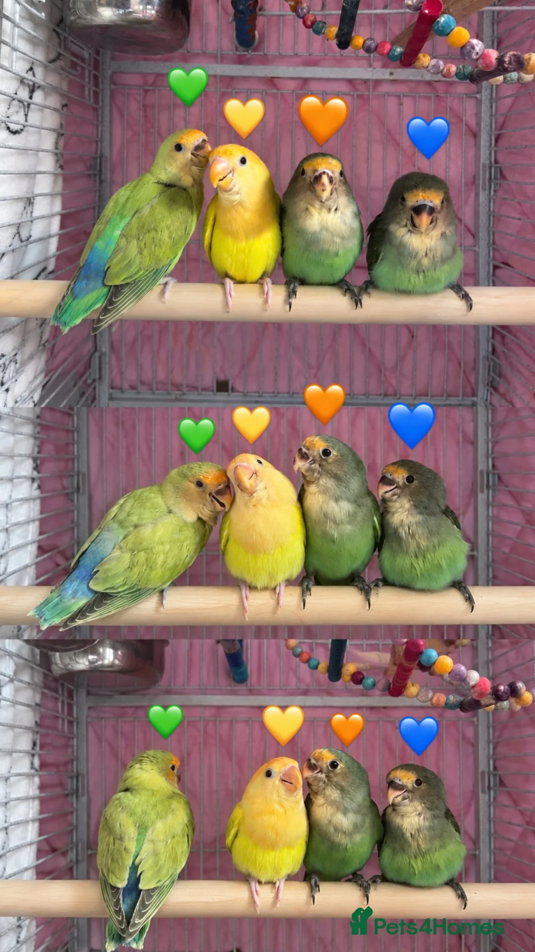 Lovebirds birds for sale: Lovebird in Bristol - Advert 1
