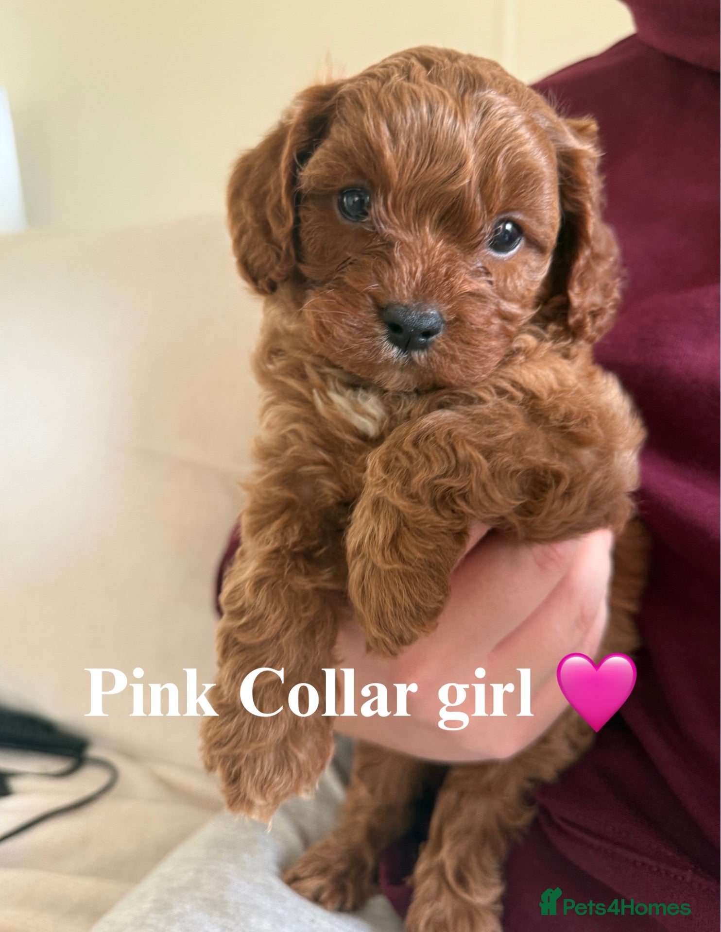 Cavapoo dogs F1 cavapoo puppies  - Advert 1