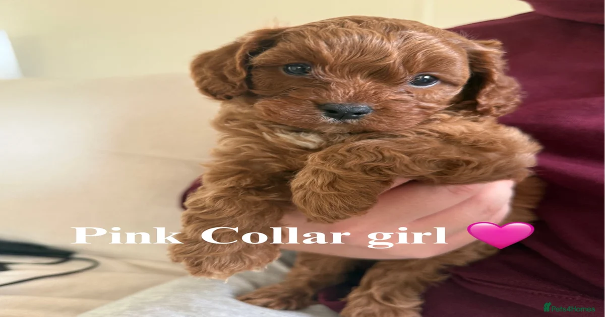 Toy cavapoo Cavapoo Puppies for sale | Pets4Homes