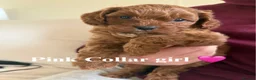 Cavapoo dogs for sale: F1 cavapoo puppies  in Cambridge - Advert 1