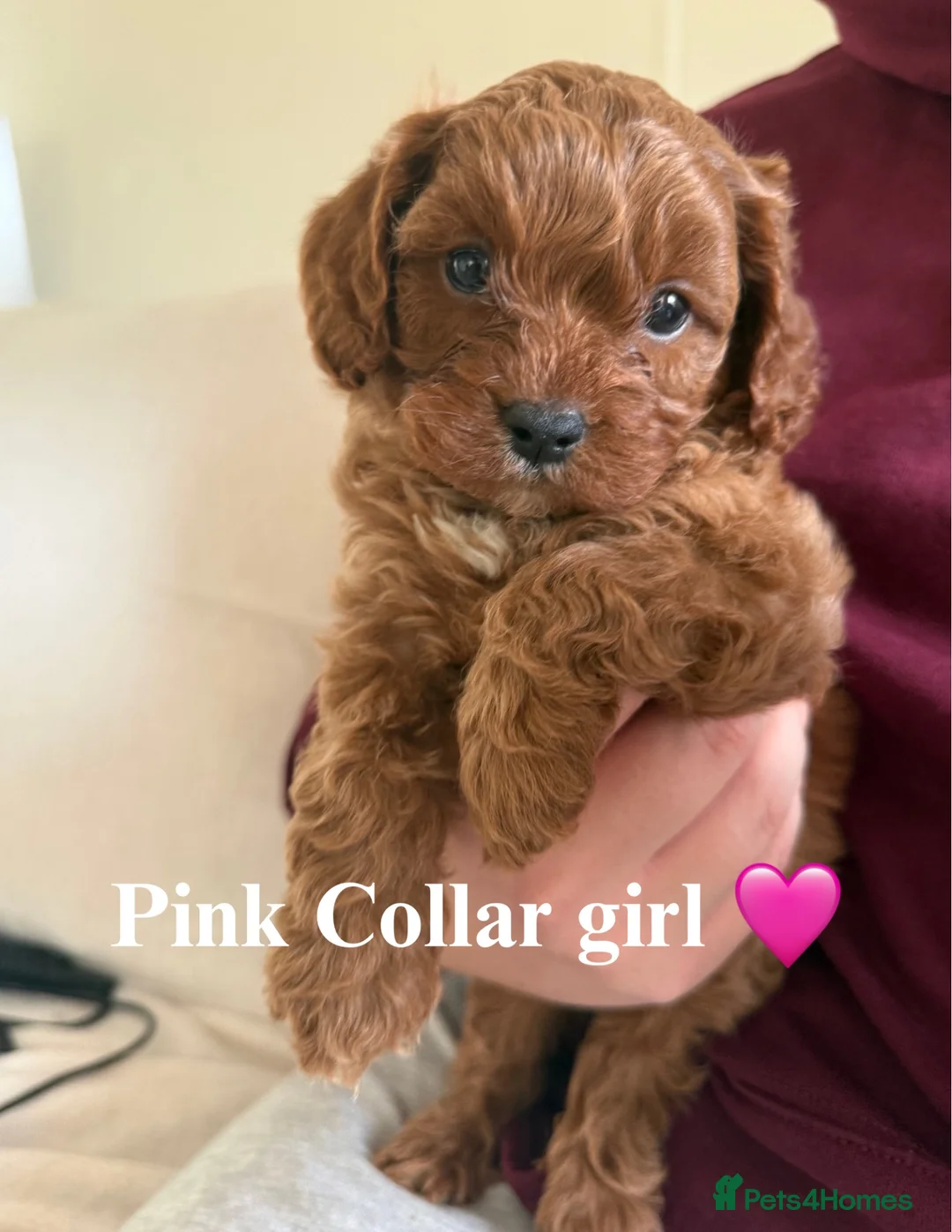 Cavapoo dogs for sale: F1 cavapoo puppies  in Cambridge - Advert 1