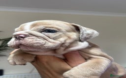 English Bulldog dogs for sale: Beautiful English Bulldog Puppies - Image 27