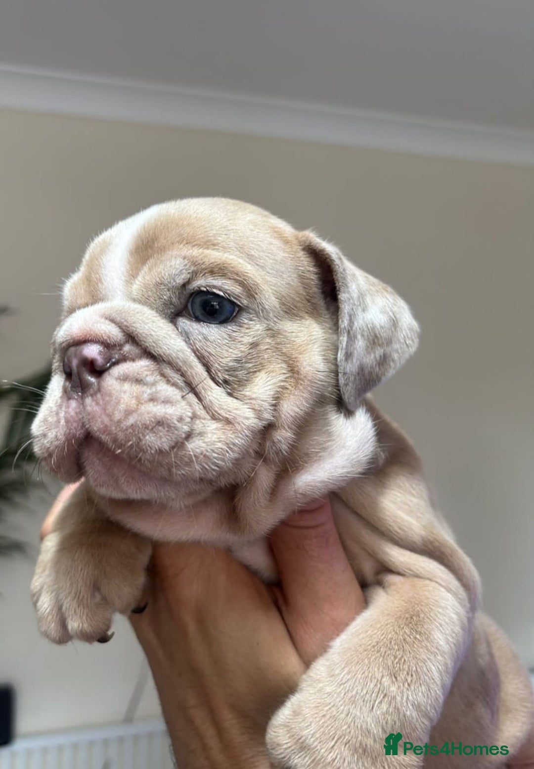 English Bulldog dogs for sale: Beautiful English Bulldog Puppies - Image 27