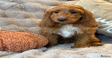 Cockapoo dogs - Advert 3