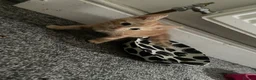 Mixed Breed cats for sale: 3 Beautiful Ginger Mix Siamese Boys Ready Now in Sutton-in-Ashfield - Advert 11