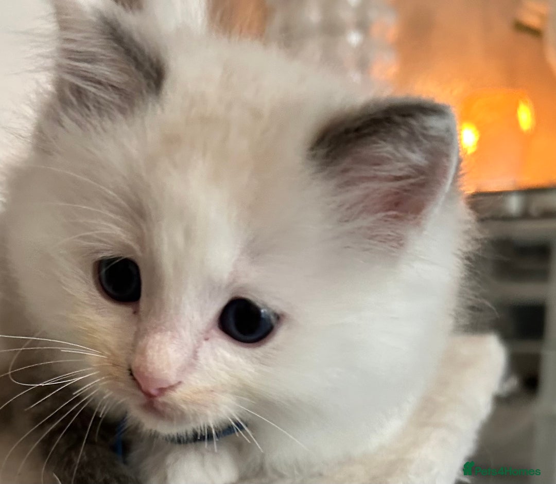 Ragdoll cats for sale: Adorable ragdoll kittens - Image 10
