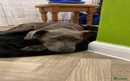 American Bull Staffy dogs for sale: Meet Sugar  - Image 4