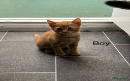 Mixed Breed cats for sale: Kittens available  - Image 4